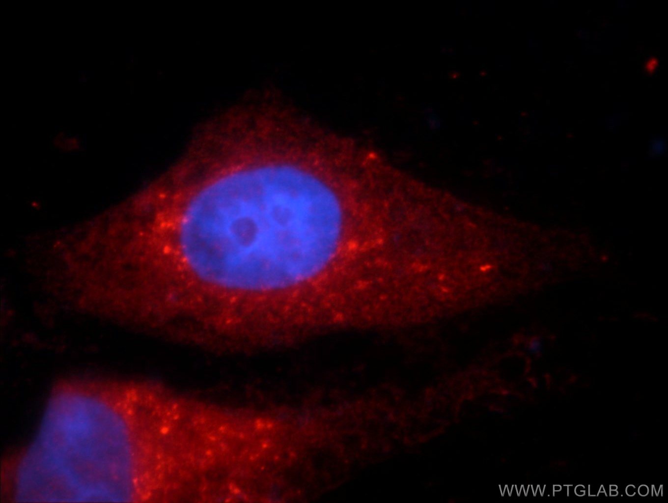 Immunofluorescence (IF) / fluorescent staining of HepG2 cells using PLOD3 Polyclonal antibody (11027-1-AP)
