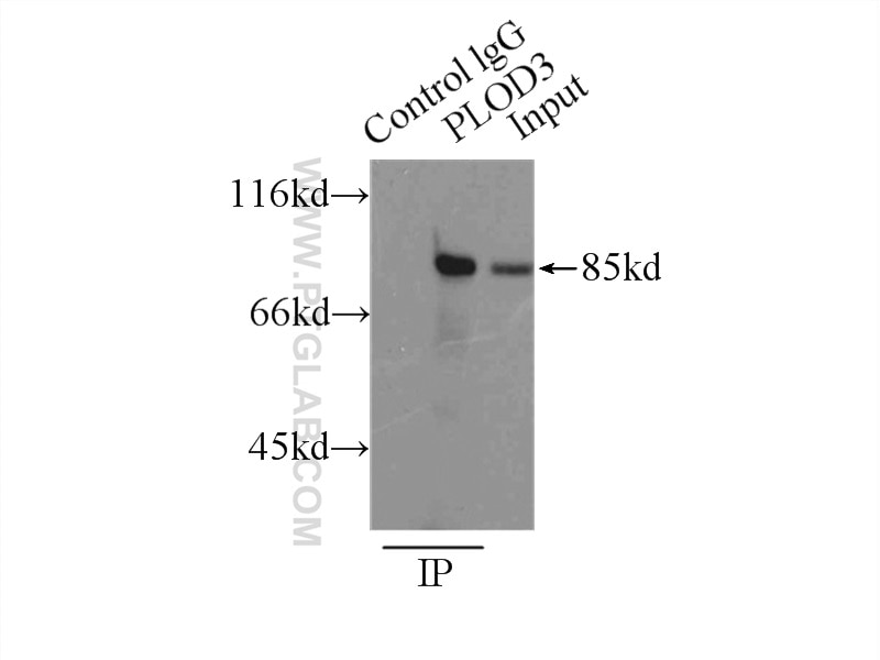 Immunoprecipitation (IP) experiment of HepG2 cells using PLOD3 Polyclonal antibody (11027-1-AP)