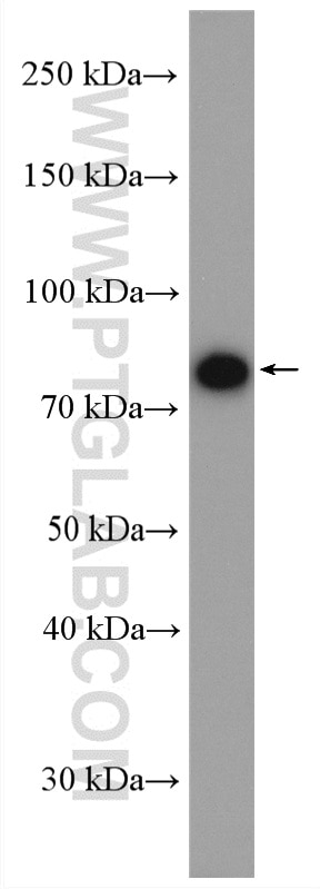 Western Blot (WB) analysis of HepG2 cells using PLOD3 Polyclonal antibody (11027-1-AP)