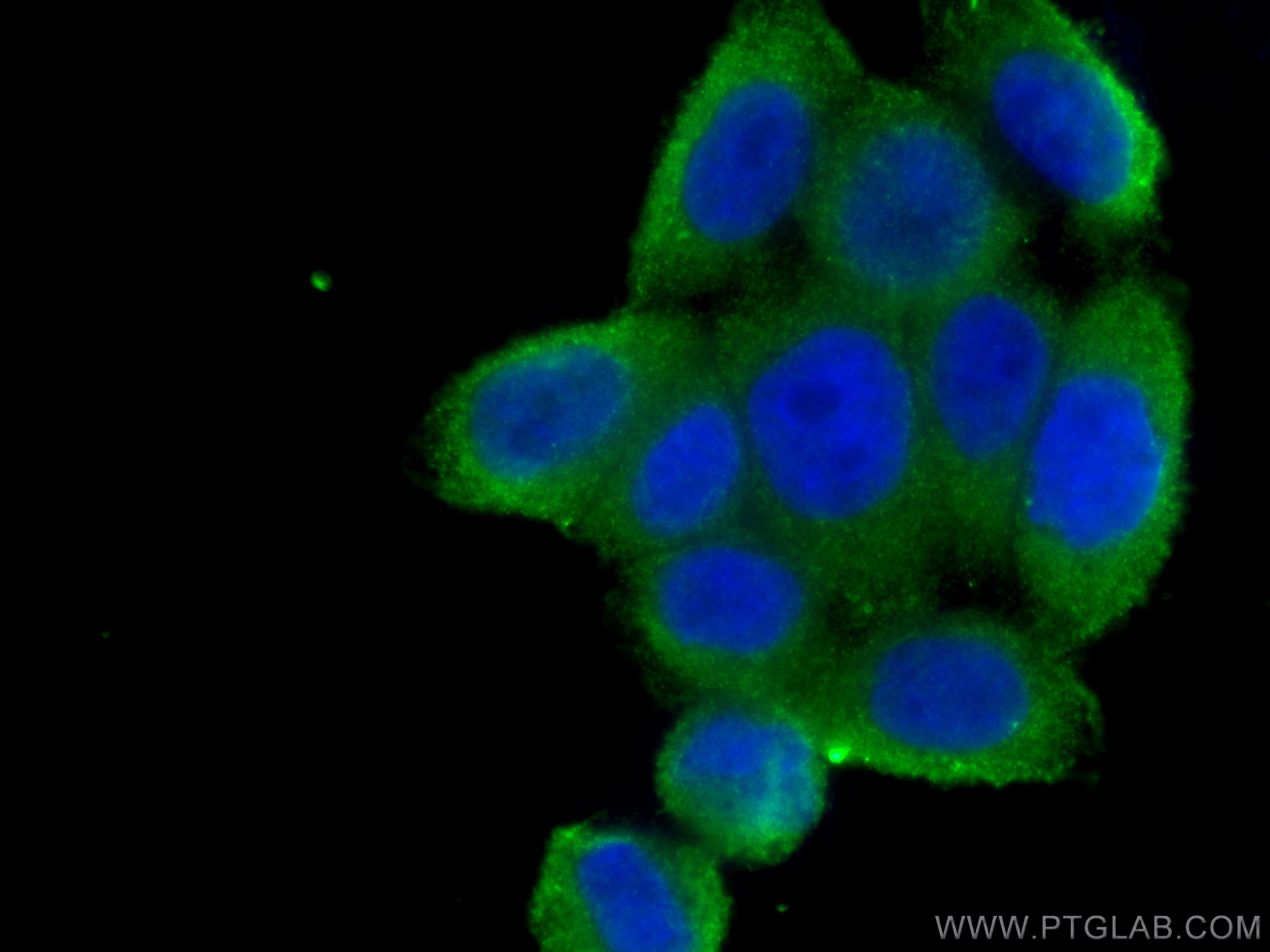 Immunofluorescence (IF) / fluorescent staining of HeLa cells using PLOD3 Monoclonal antibody (60058-1-Ig)