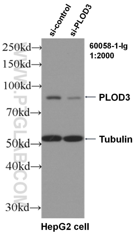 Western Blot (WB) analysis of HepG2 cells using PLOD3 Monoclonal antibody (60058-1-Ig)