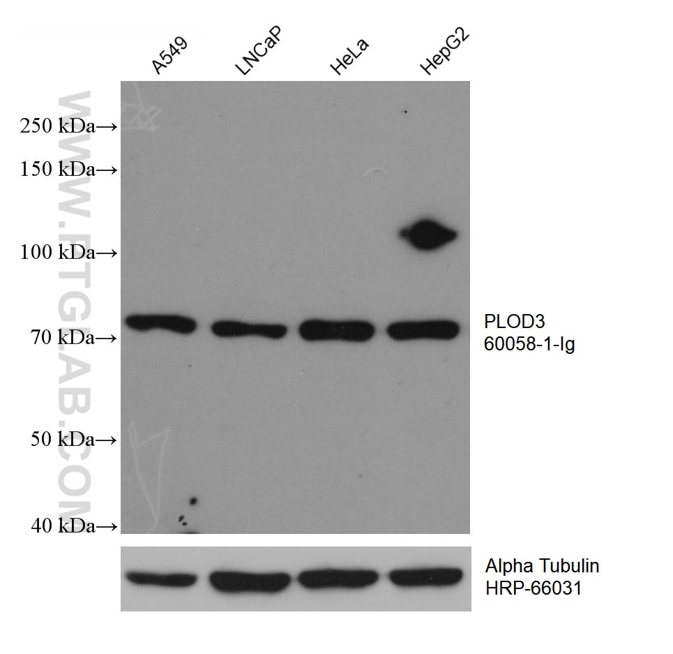 Western Blot (WB) analysis of various lysates using PLOD3 Monoclonal antibody (60058-1-Ig)