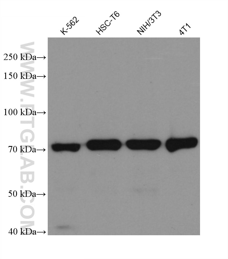 Western Blot (WB) analysis of various lysates using PLOD3 Monoclonal antibody (60058-1-Ig)