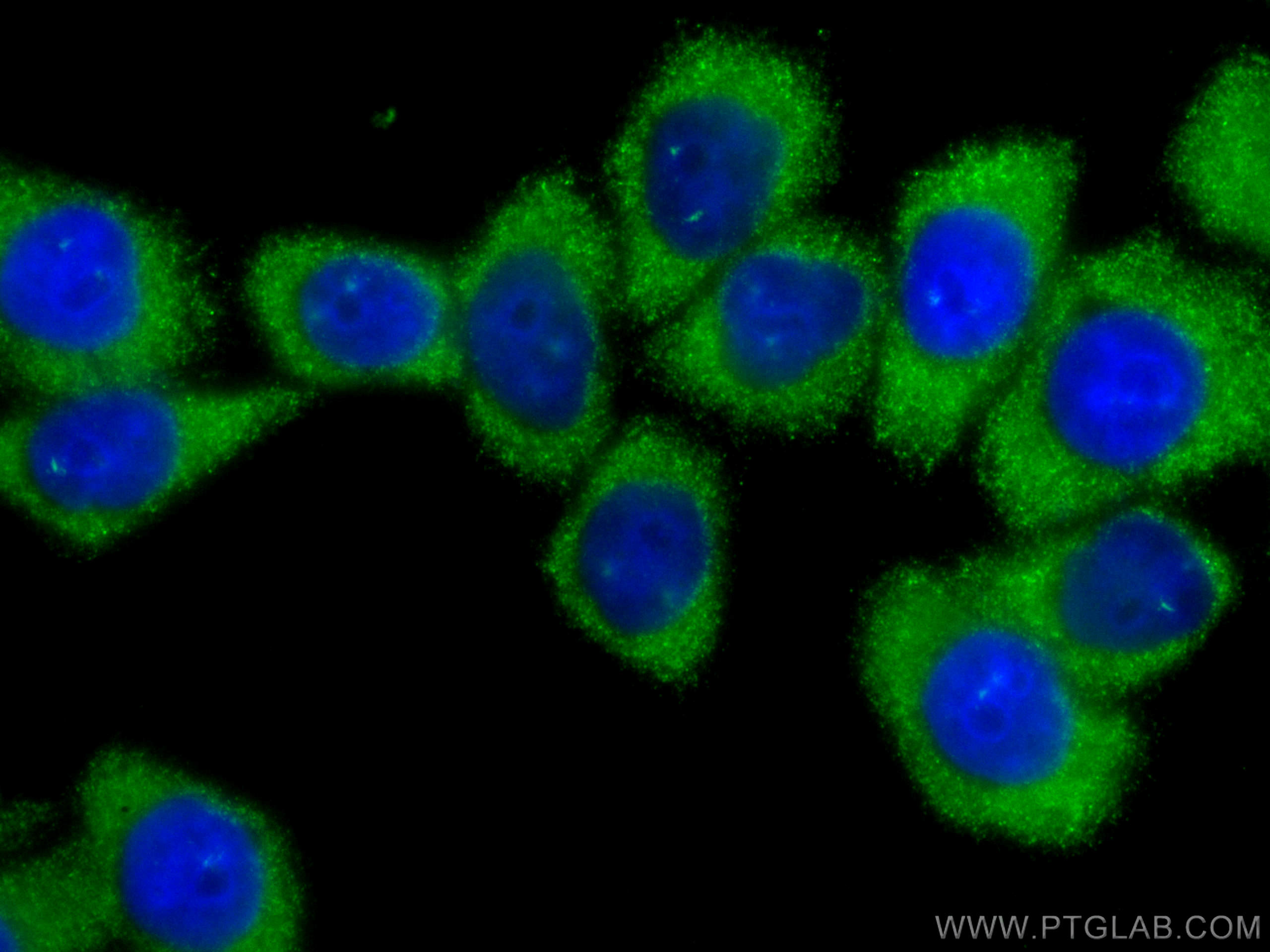 Immunofluorescence (IF) / fluorescent staining of HeLa cells using CoraLite® Plus 488-conjugated PLOD3 Monoclonal ant (CL488-60058)