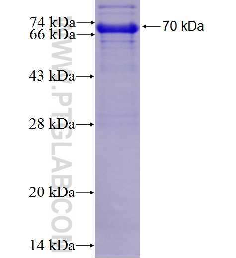 PLOD3 fusion protein Ag1480 SDS-PAGE