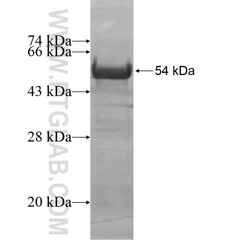 PLOD3 fusion protein Ag16668 SDS-PAGE