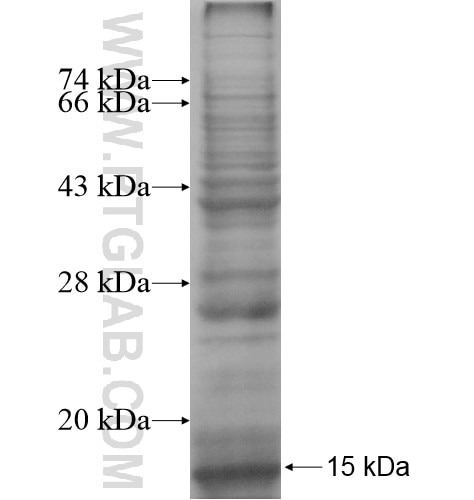 PLP1 fusion protein Ag14269 SDS-PAGE