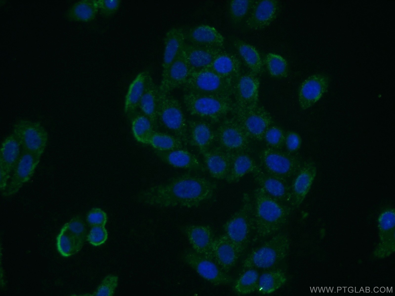 Immunofluorescence (IF) / fluorescent staining of HepG2 cells using PLP2 Polyclonal antibody (21482-1-AP)