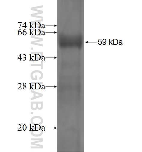 PLS1 fusion protein Ag3532 SDS-PAGE