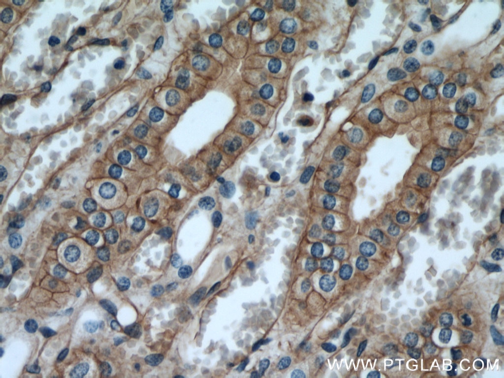 Immunohistochemistry (IHC) staining of human kidney tissue using PLSCR1 Polyclonal antibody (11582-1-AP)