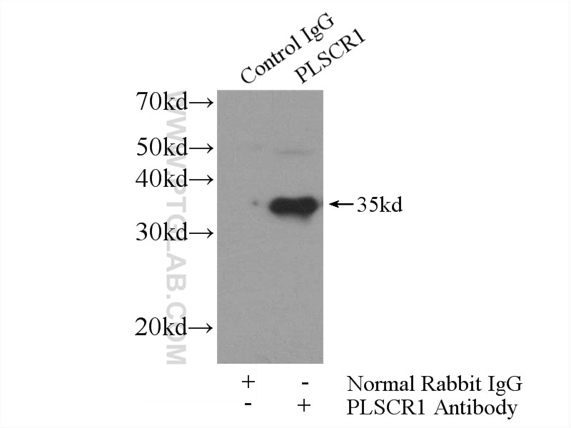 Immunoprecipitation (IP) experiment of mouse lung tissue using PLSCR1 Polyclonal antibody (11582-1-AP)