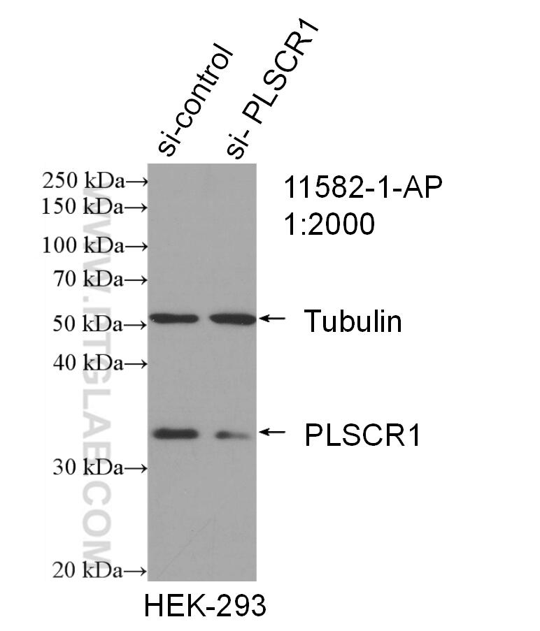 Western Blot (WB) analysis of HEK-293 cells using PLSCR1 Polyclonal antibody (11582-1-AP)