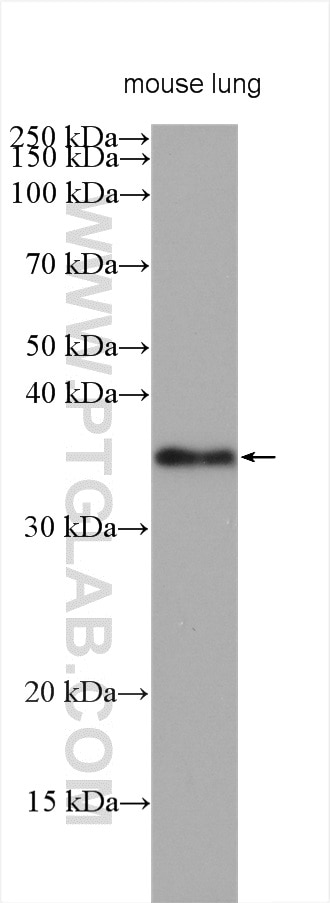 Western Blot (WB) analysis of various lysates using PLSCR1 Polyclonal antibody (11582-1-AP)