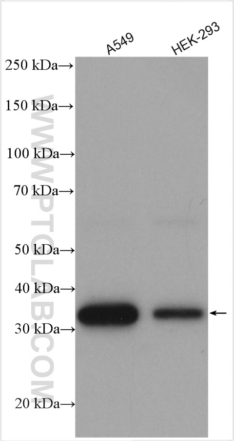 Western Blot (WB) analysis of various lysates using PLSCR1 Polyclonal antibody (11582-1-AP)