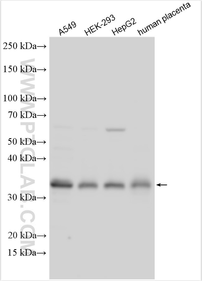 Western Blot (WB) analysis of various lysates using PLSCR1 Polyclonal antibody (11582-1-AP)