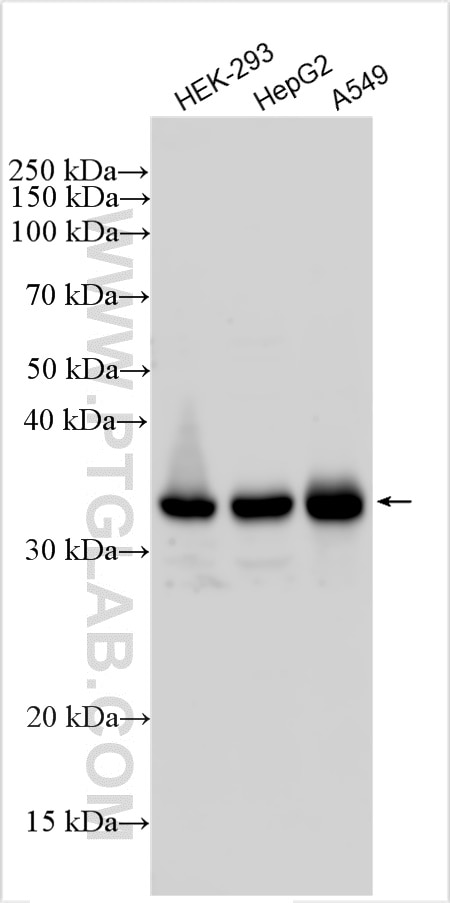 Western Blot (WB) analysis of various lysates using PLSCR1 Polyclonal antibody (11582-1-AP)