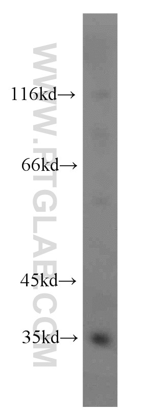 Western Blot (WB) analysis of mouse skeletal muscle tissue using PLSCR1 Polyclonal antibody (11582-1-AP)