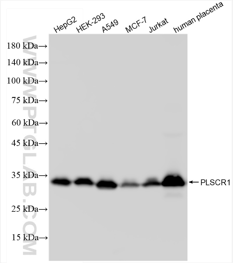 Western Blot (WB) analysis of various lysates using PLSCR1 Recombinant antibody (84888-4-RR)