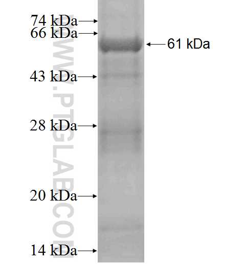 PLSCR1 fusion protein Ag2172 SDS-PAGE