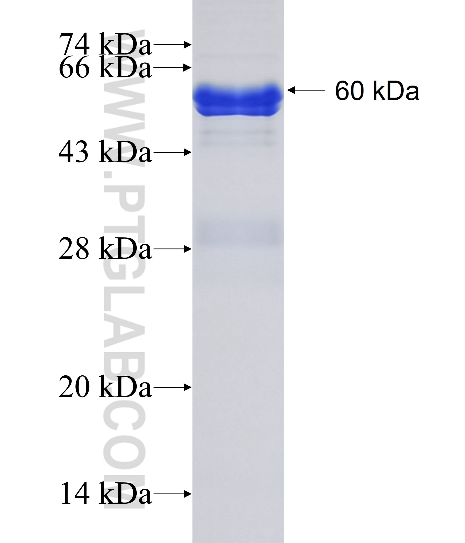 PLSCR1 fusion protein Ag2172 SDS-PAGE