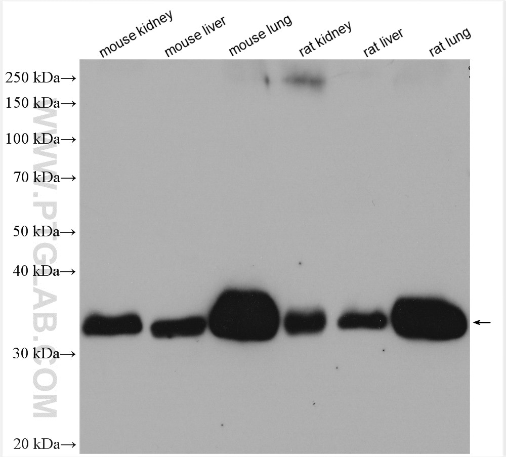 Western Blot (WB) analysis of various lysates using PLSCR3 Polyclonal antibody (28028-1-AP)