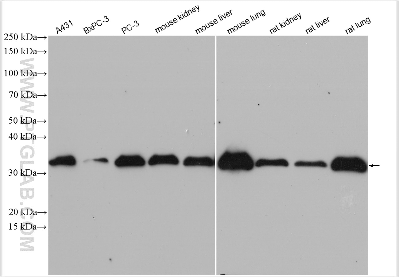 Western Blot (WB) analysis of various lysates using PLSCR3 Polyclonal antibody (28028-1-AP)