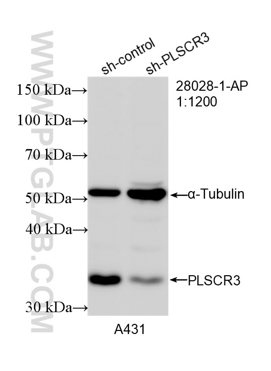 WB analysis of A431 using 28028-1-AP Western Blot (WB) analysis of A431 cells using PLSCR3 Polyclonal antibody (28028-1-AP)