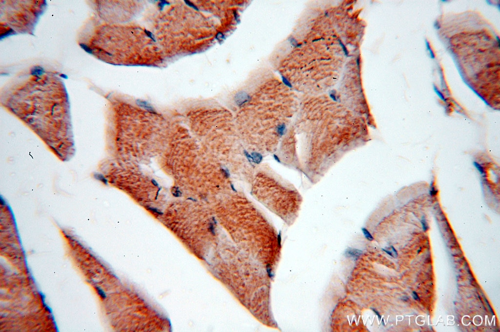 Immunohistochemistry (IHC) staining of human skeletal muscle tissue using PLSCR3 Polyclonal antibody (51061-2-Ig)