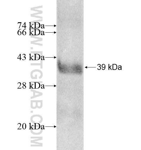PLSCR3 fusion protein Ag13311 SDS-PAGE