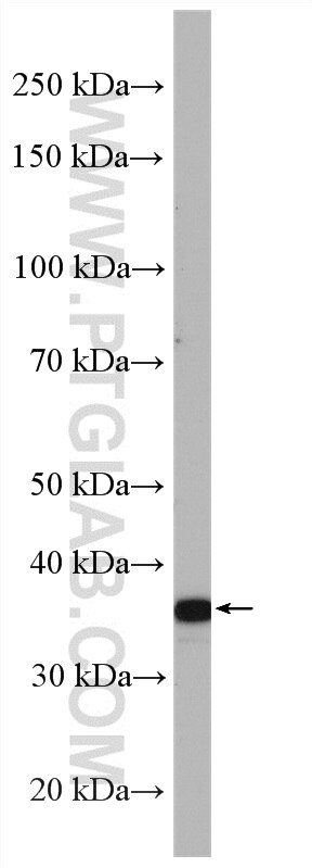 Western Blot (WB) analysis of mouse testis tissue using PLSCR4 Polyclonal antibody (12630-1-AP)