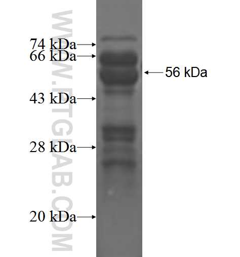PLSCR4 fusion protein Ag3323 SDS-PAGE