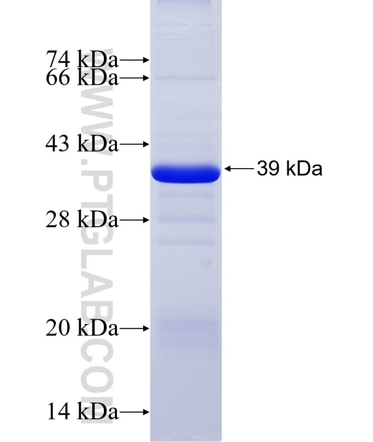 PLTP fusion protein Ag5644 SDS-PAGE