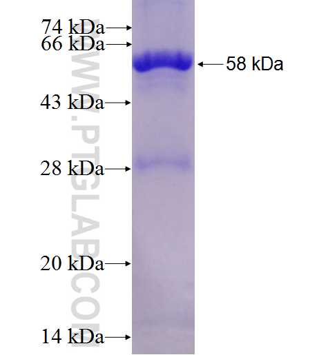 PLTP fusion protein Ag8096 SDS-PAGE
