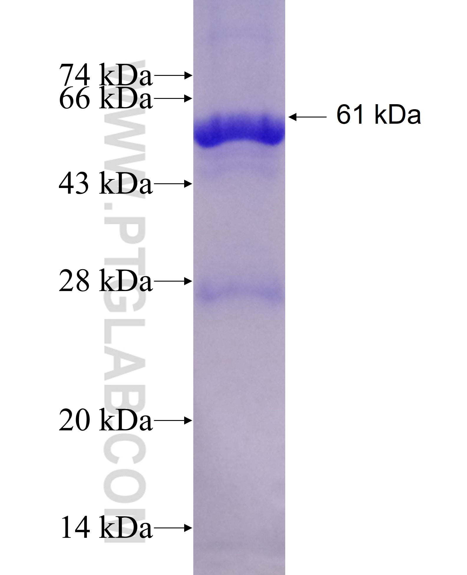 PLTP fusion protein Ag8096 SDS-PAGE