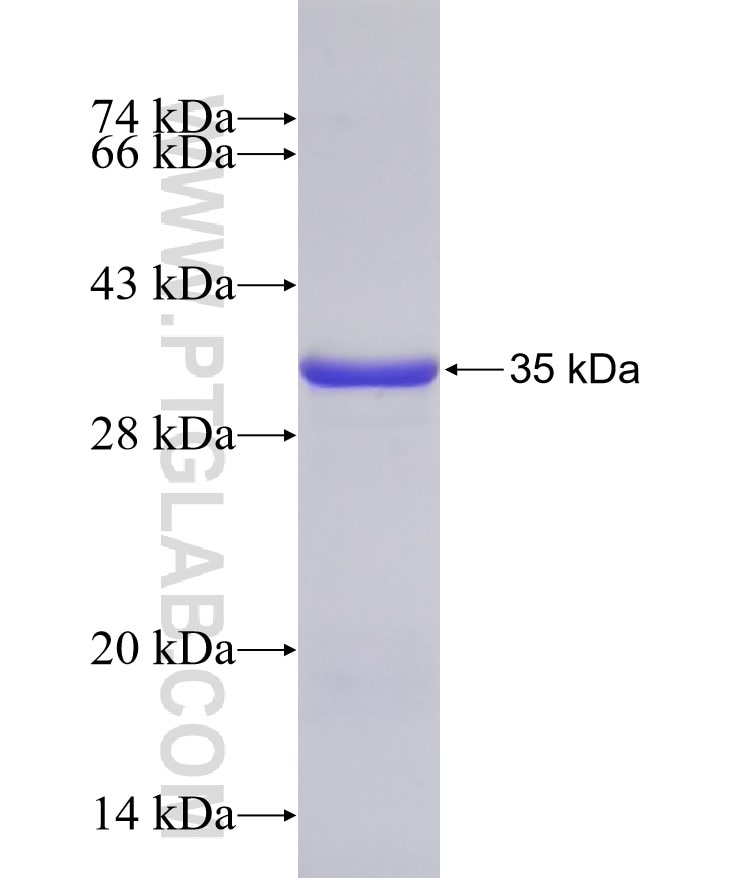 PLTP fusion protein Ag8171 SDS-PAGE