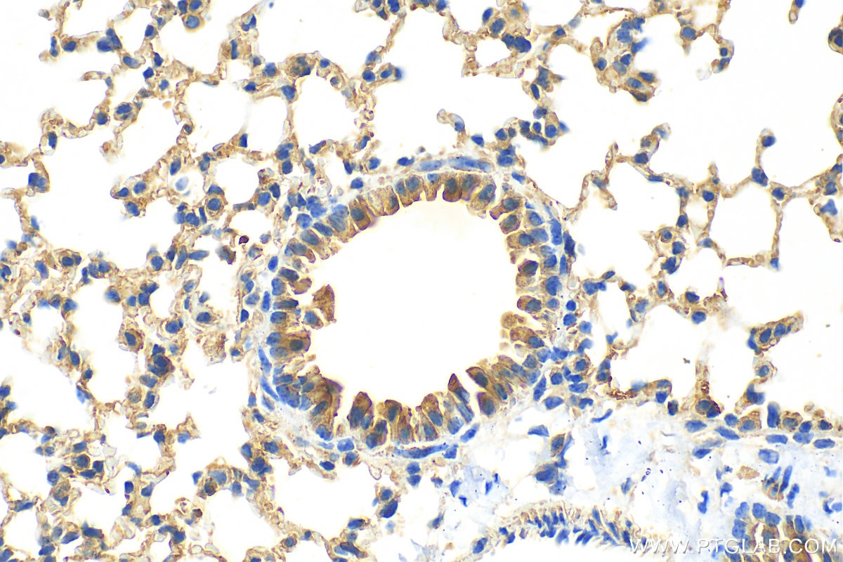 Immunohistochemistry (IHC) staining of mouse lung tissue using PLUNC Polyclonal antibody (10413-1-AP)