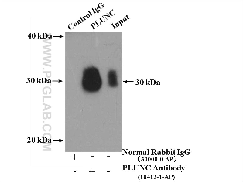 Immunoprecipitation (IP) experiment of mouse lung tissue using PLUNC Polyclonal antibody (10413-1-AP)