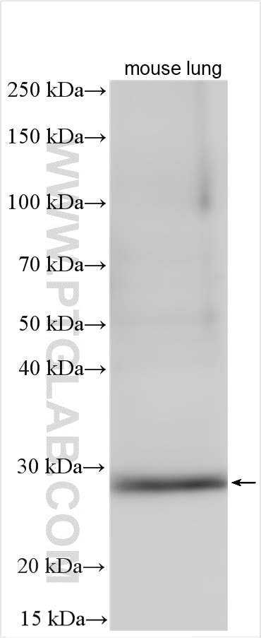 Western Blot (WB) analysis of mouse lung tissue using PLUNC Polyclonal antibody (10413-1-AP)