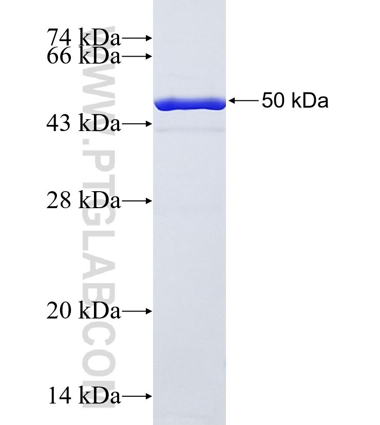 PLUNC fusion protein Ag0629 SDS-PAGE