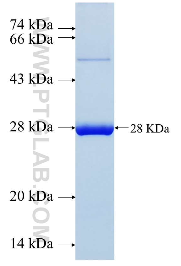 PLUNC fusion protein Ag17724 SDS-PAGE