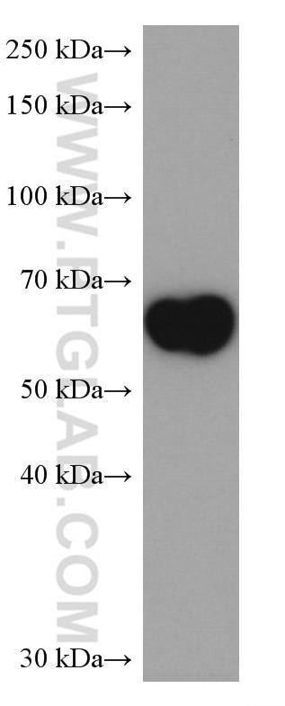 Western Blot (WB) analysis of human placenta tissue using PLVAP Monoclonal antibody (67158-1-Ig)