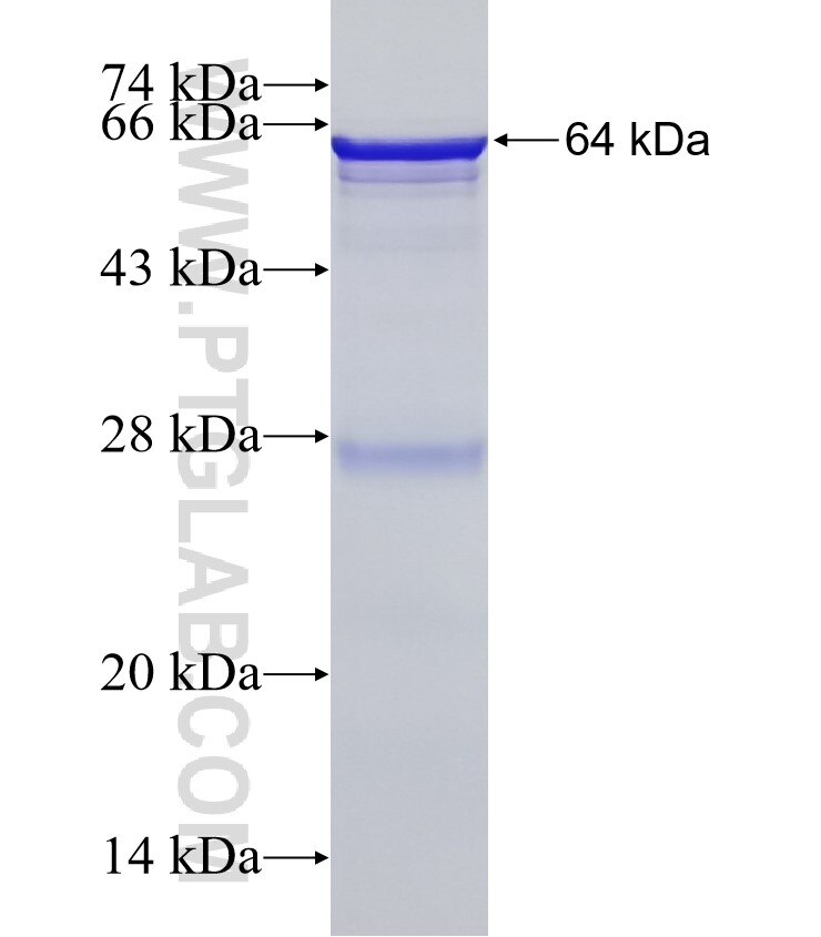 PLVAP fusion protein Ag5963 SDS-PAGE