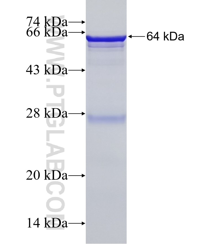 PLVAP fusion protein Ag5963 SDS-PAGE