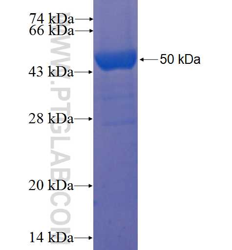 PLVAP fusion protein Ag6359 SDS-PAGE