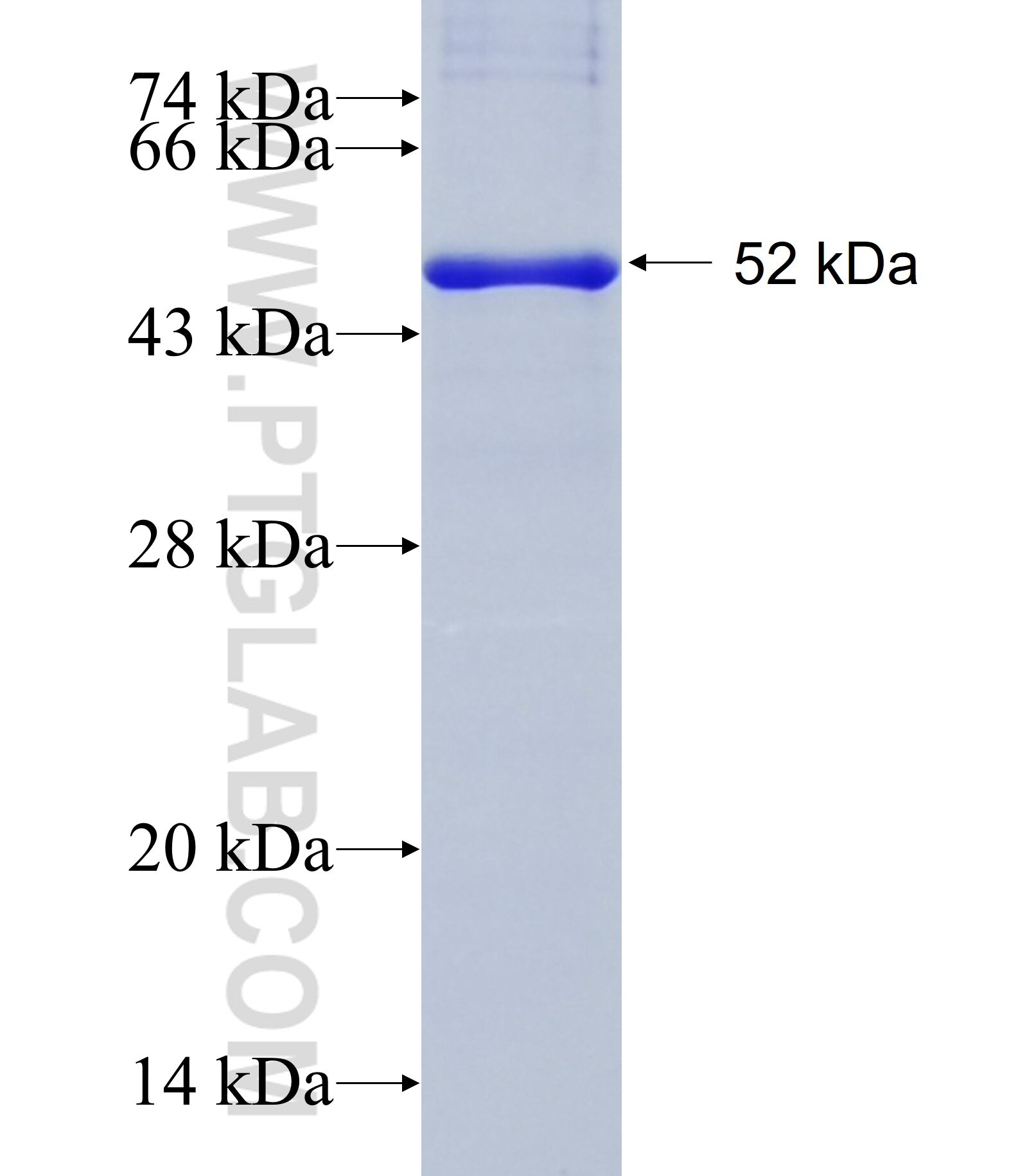 PLXDC2 fusion protein Ag29056 SDS-PAGE