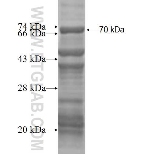 PLXDC2 fusion protein Ag2940 SDS-PAGE