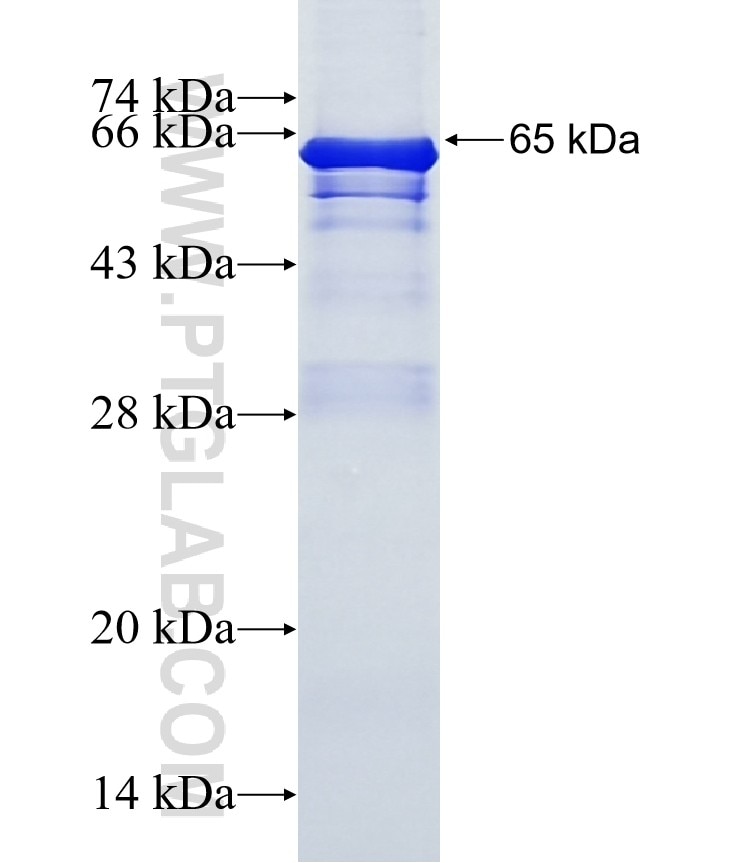 PLXNB1 fusion protein Ag16262 SDS-PAGE