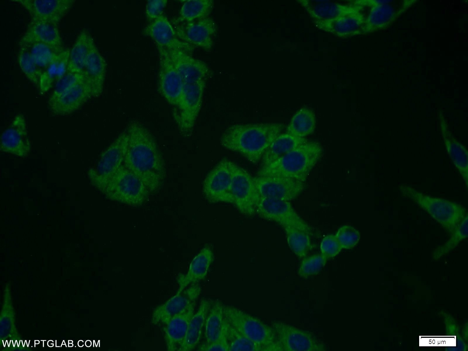 Immunofluorescence (IF) / fluorescent staining of HepG2 cells using Plexin B2 Polyclonal antibody (10602-1-AP)