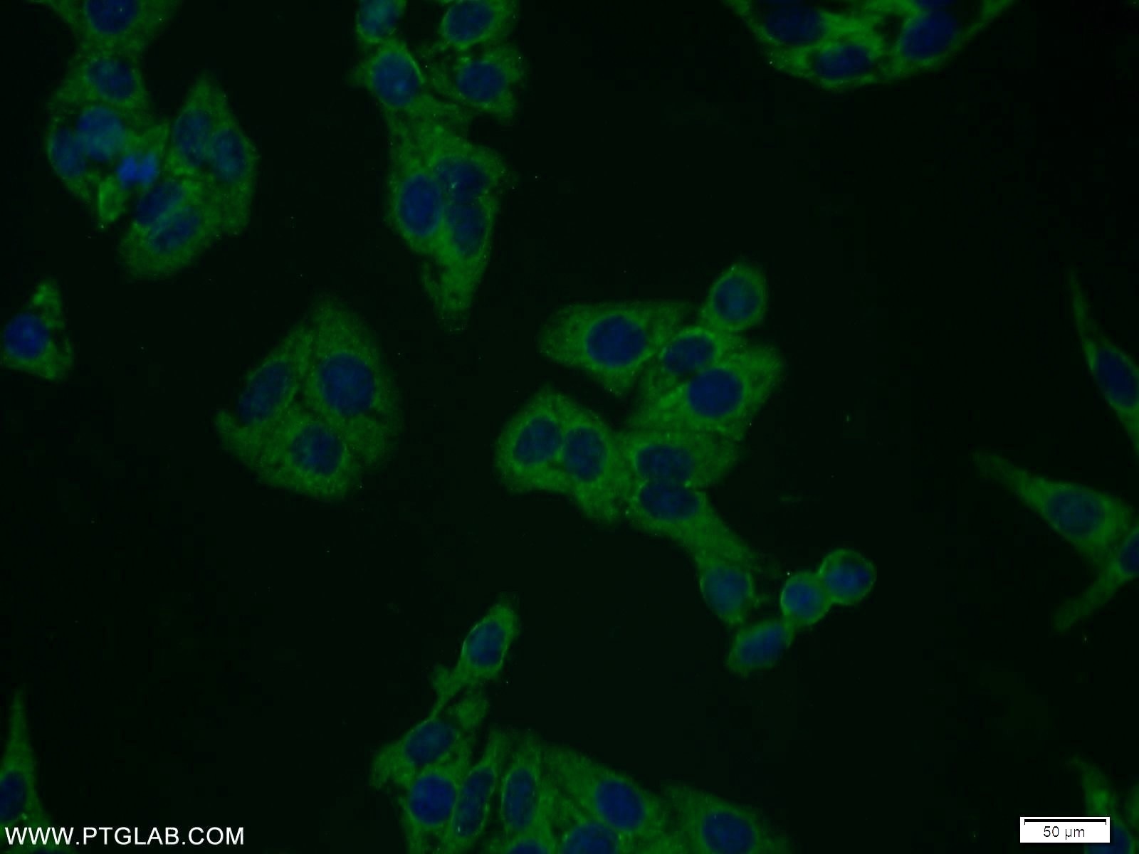 IF Staining of HepG2 using 10602-1-AP