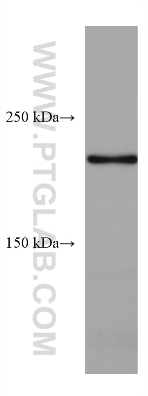 Western Blot (WB) analysis of ATDC-5 cells using PLXNB2 Monoclonal antibody (67265-1-Ig)